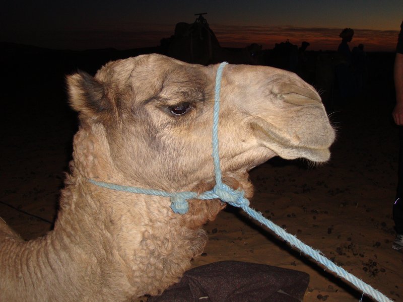 our camel!