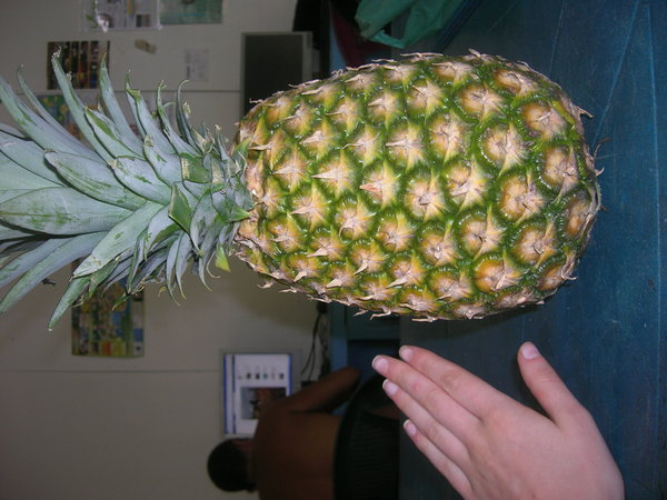 GIANT Pineapple