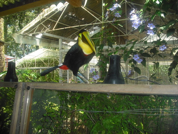 yet another toucan
