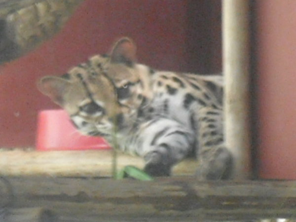wild cat but not a jaguar