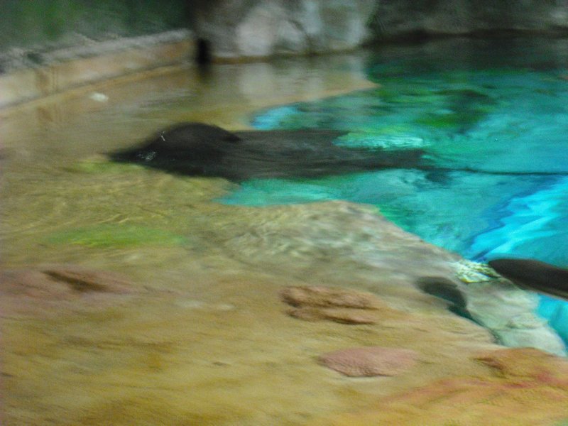 Aquarium at Ocean Park (19)