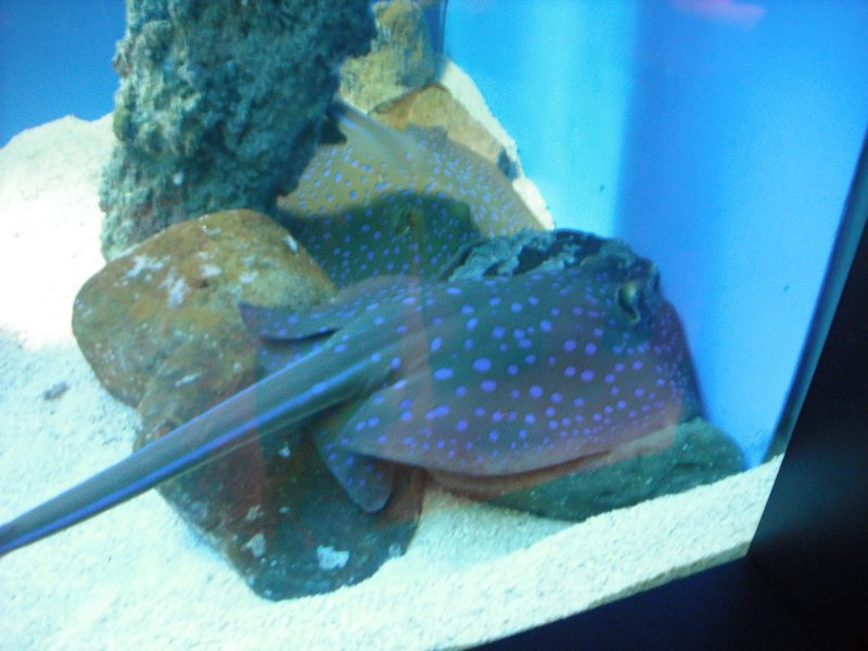 Aquarium at Ocean Park (20)