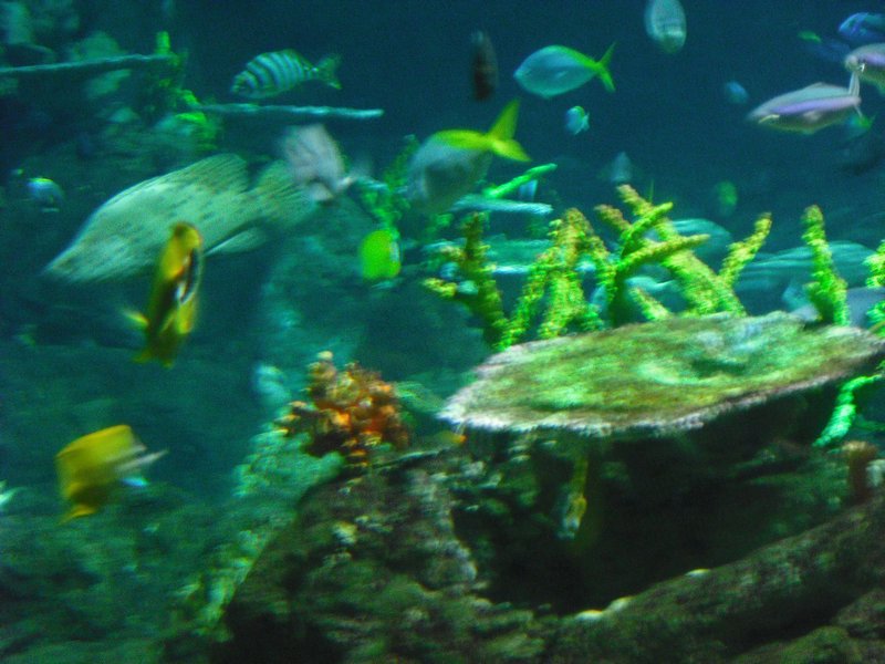 Aquarium at Ocean Park (37)