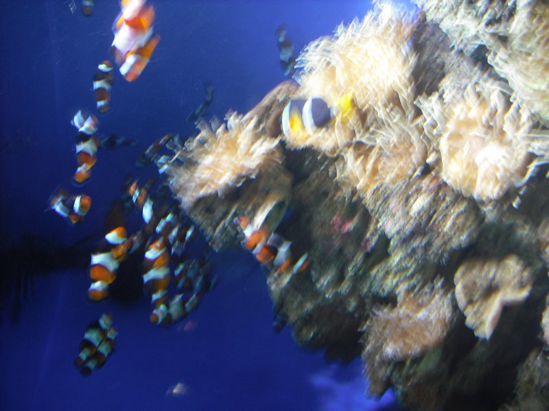 Aquarium at Ocean Park (22)