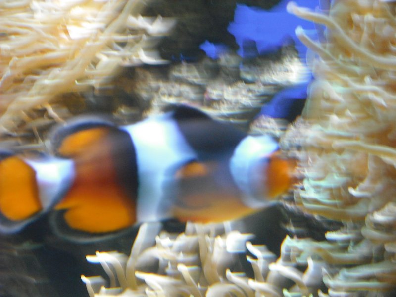 Aquarium at Ocean Park (23)