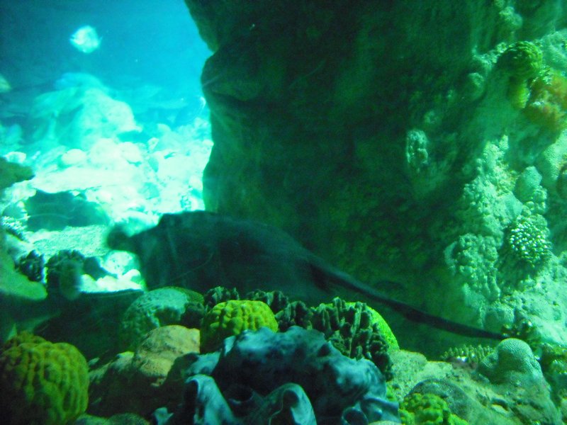 Aquarium at Ocean Park (40)