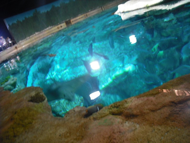 Aquarium at Ocean Park (25)
