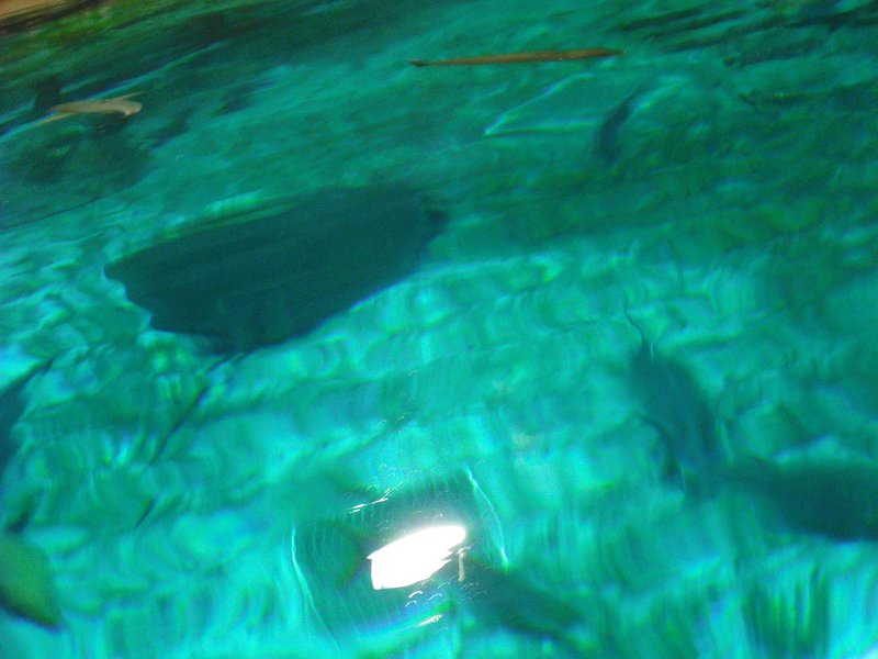 Aquarium at Ocean Park (26)