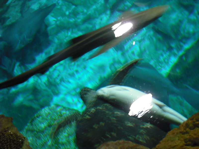 Aquarium at Ocean Park (27)