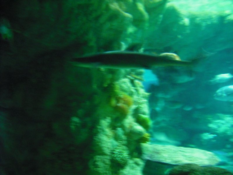 Aquarium at Ocean Park (43)