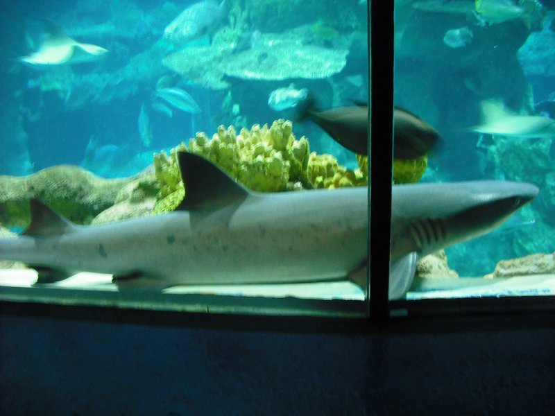 Aquarium at Ocean Park (44)