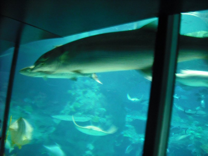 Aquarium at Ocean Park (45)