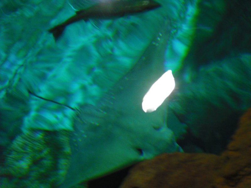 Aquarium at Ocean Park (1)