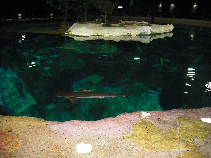 Aquarium at Ocean Park (10)