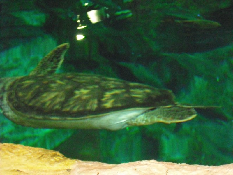Aquarium at Ocean Park (17)