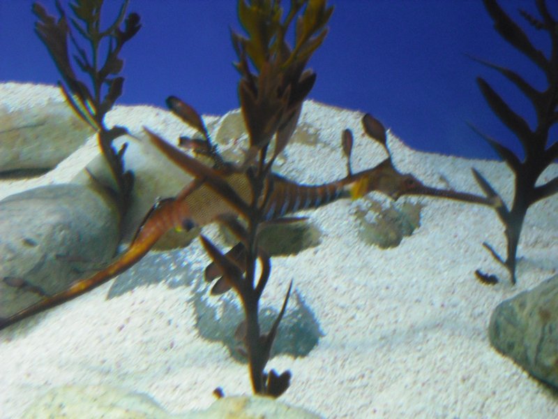 Aquarium at Ocean Park (29)