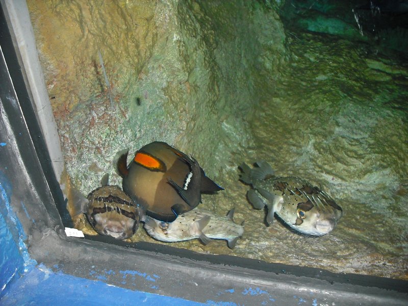 Aquarium at Ocean Park (31)