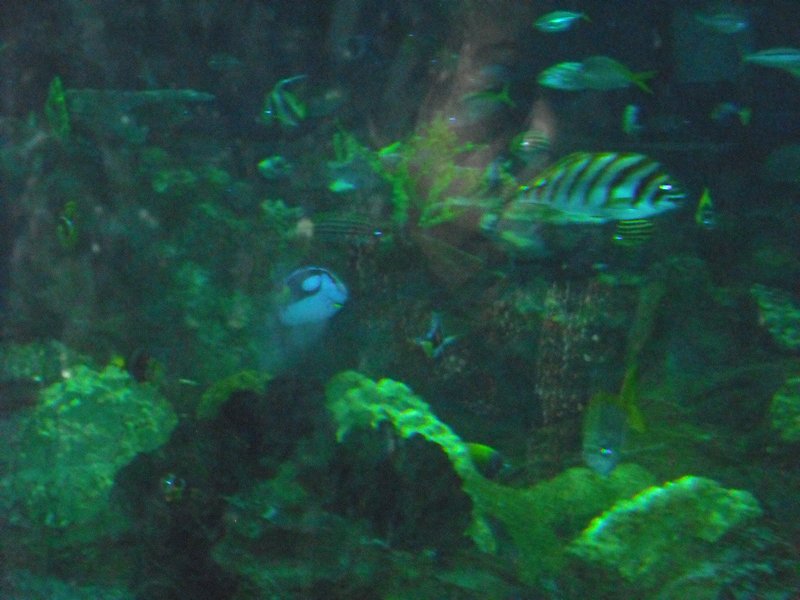 Aquarium at Ocean Park (33)