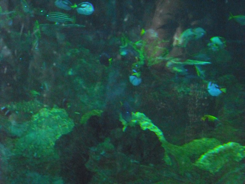 Aquarium at Ocean Park (34)