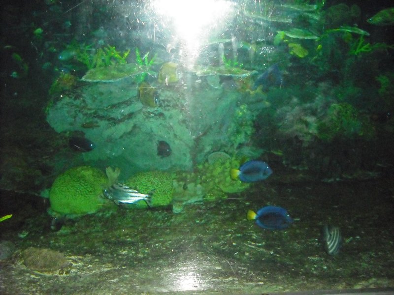 Aquarium at Ocean Park (35)