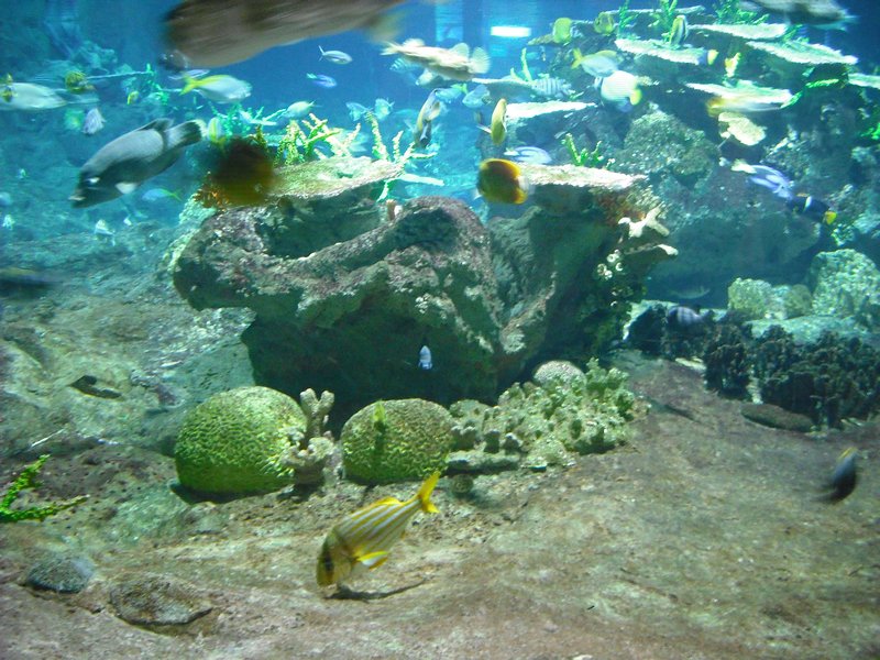 Aquarium at Ocean Park (36)