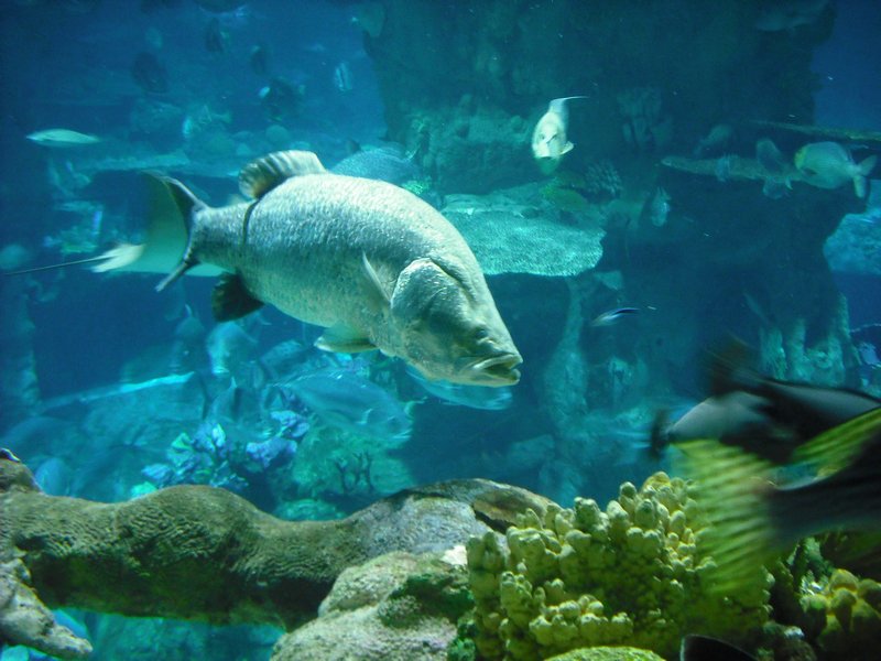 Aquarium at Ocean Park (46)