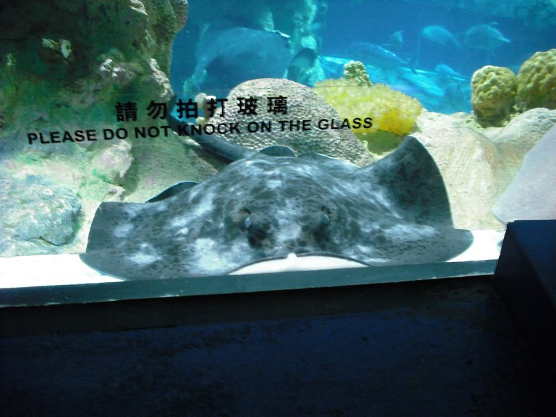 Aquarium at Ocean Park (47)