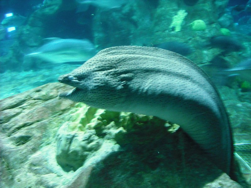 Aquarium at Ocean Park (48)