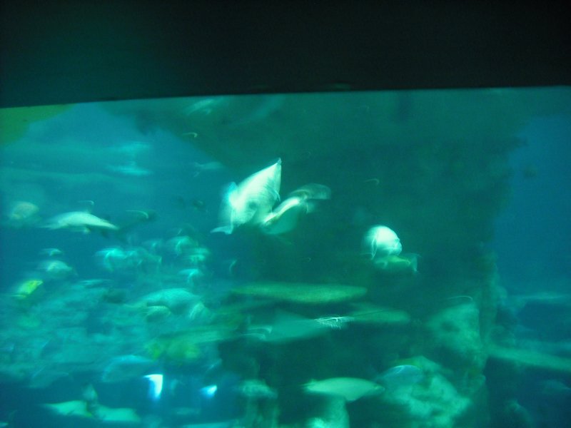 Aquarium at Ocean Park (49)