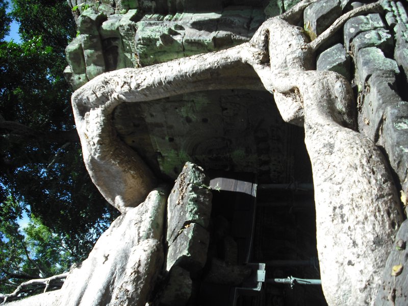 Tomb Raider temple at Angkor Wat (11)