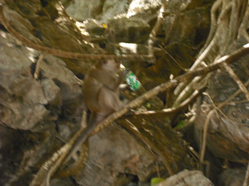 Monkey Island (14)
