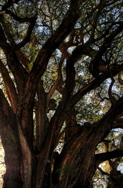 El Tule - oldest tree in the world