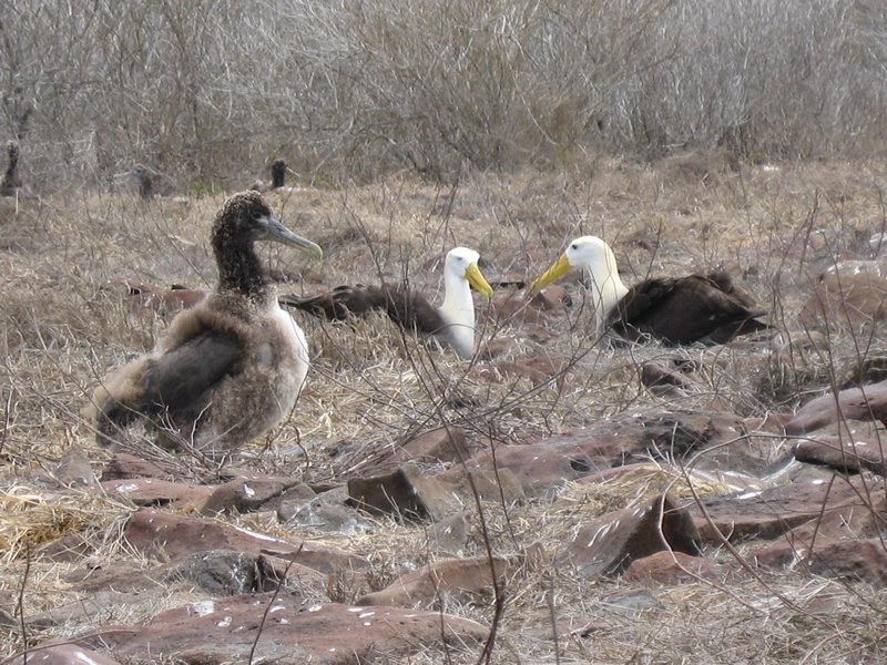 Albatross Nesting Site