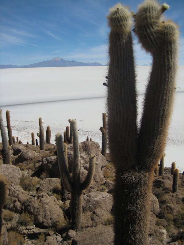 17 Salar de Uyuni - Inka Was i(Cactus Island)