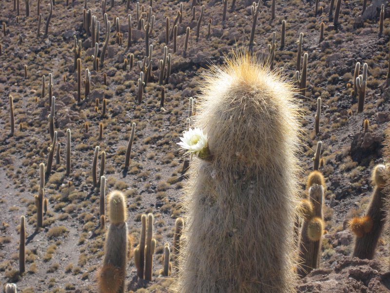 20 Salar de Uyuni - Cactus Island