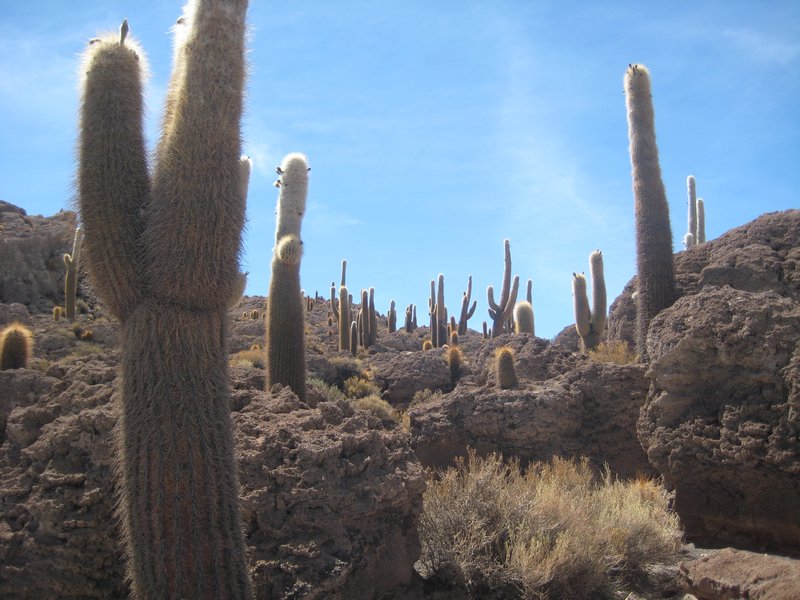 23 Salar de Uyuni - Cactus Island