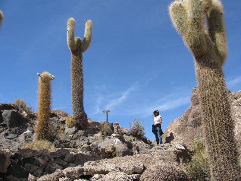 14 Salar de Uyuni - Inka Was i(Cactus Island)