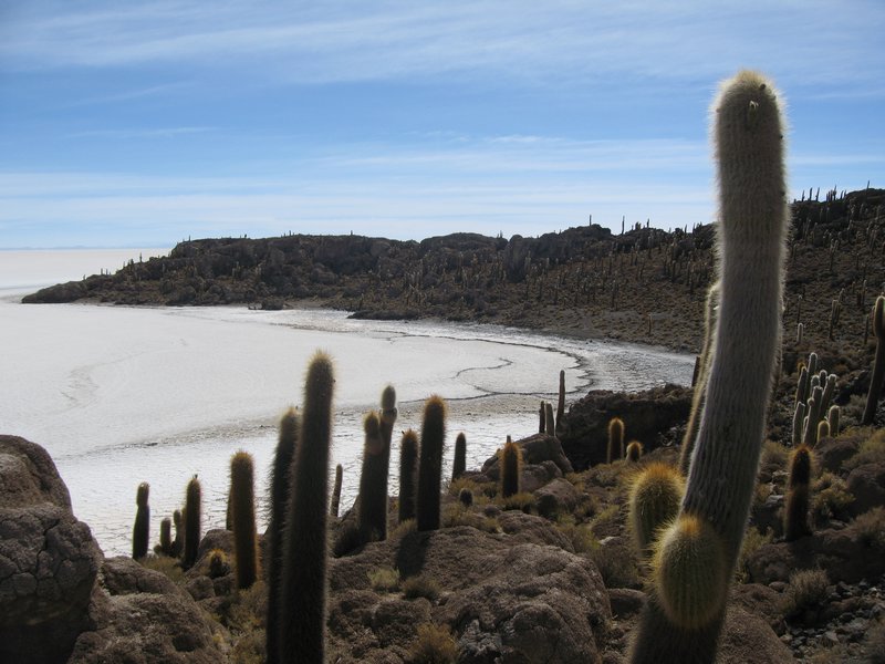 15 Salar de Uyuni - Inka Was i(Cactus Island)