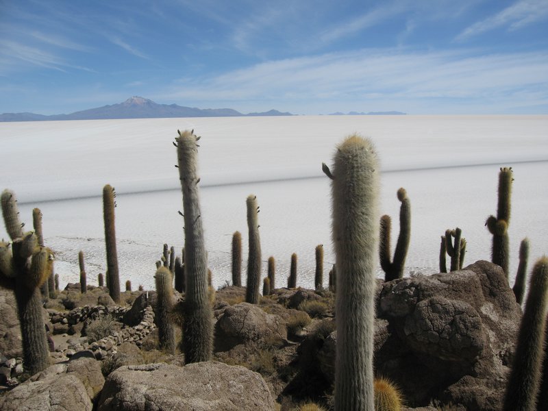 16 Salar de Uyuni - Inka Was i(Cactus Island)