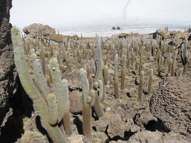 21 Salar de Uyuni - Cactus Island