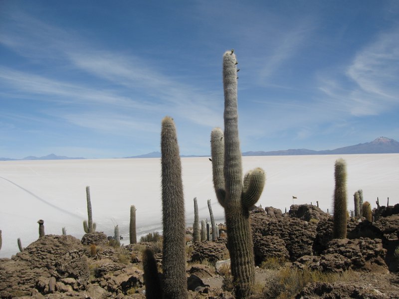 22 Salar de Uyuni - Cactus Island