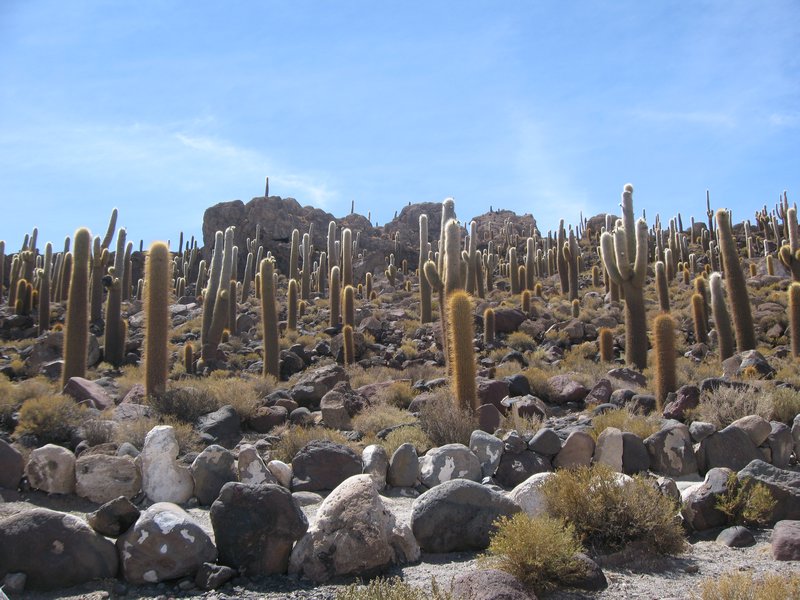 24 Salar de Uyuni - Cactus Island