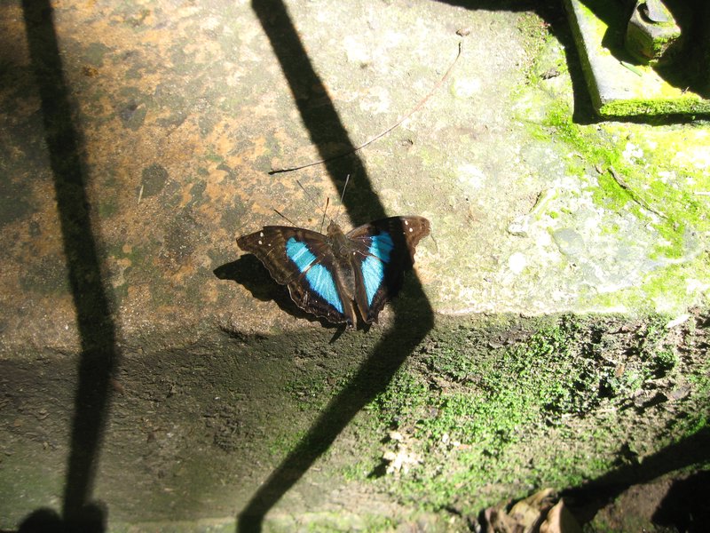 25 One of Many Butterflies -  Parque Nacional Iguazu(Argentina)