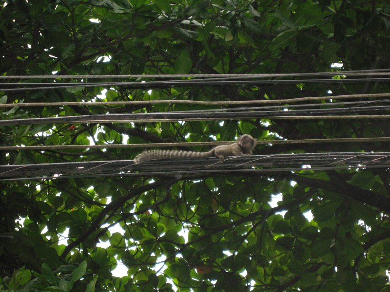 31 Monkey on a Wire