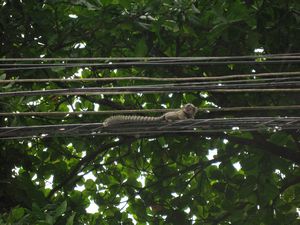 31 Monkey on a Wire