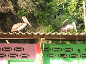 Pelicans, Choroni