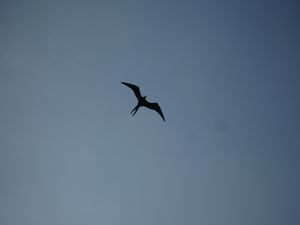 Frigate Bird, Choroni
