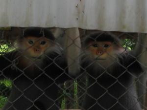 Our monkey friends