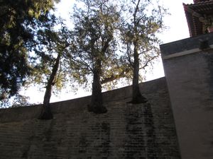 trees in a wall