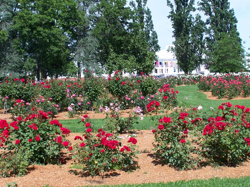 Royal Rose Garden